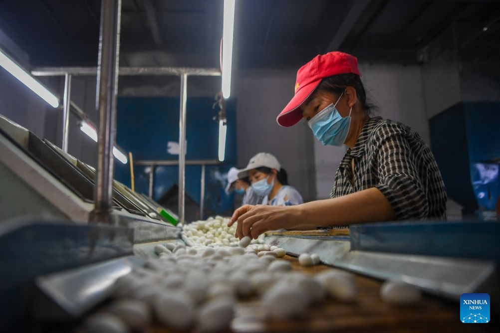 Spring silkworm cocoon harvesting season arrives in Qianjiang, China's Chongqing