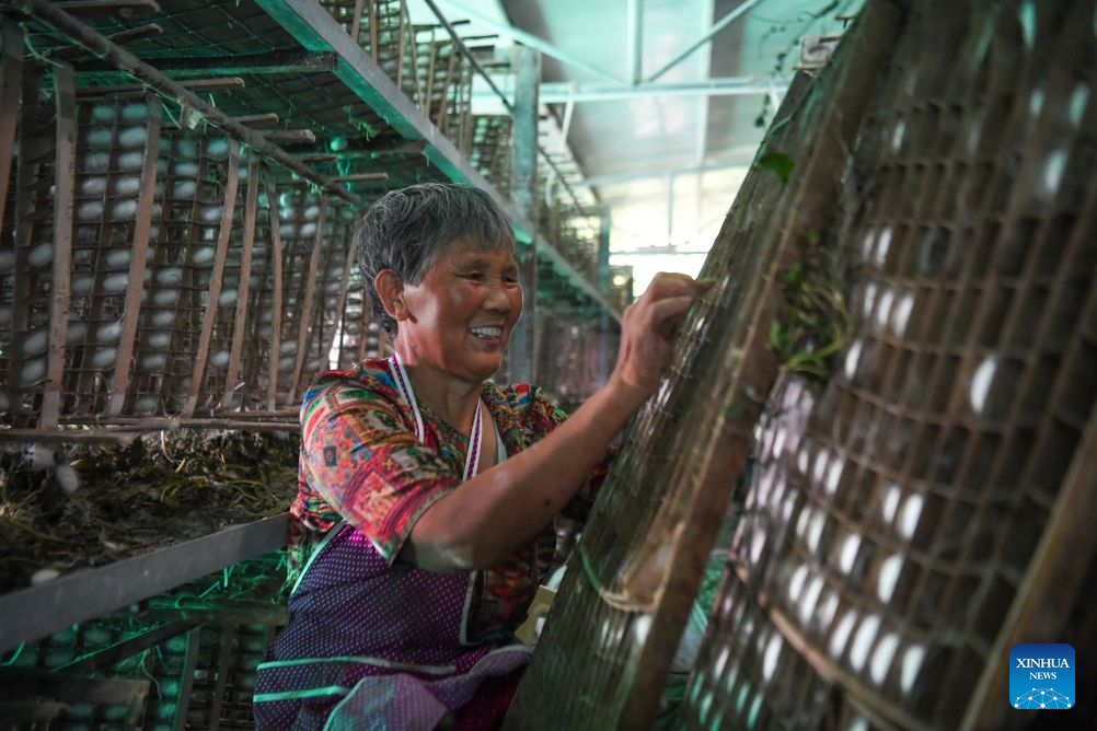 Spring silkworm cocoon harvesting season arrives in Qianjiang, China's Chongqing