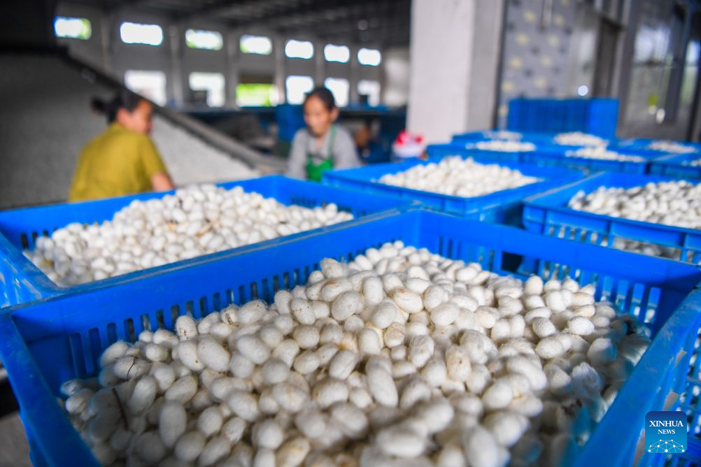 Spring silkworm cocoon harvesting season arrives in Qianjiang, China's Chongqing