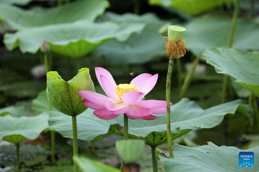 Lotus blooms brighten summer landscapes across China