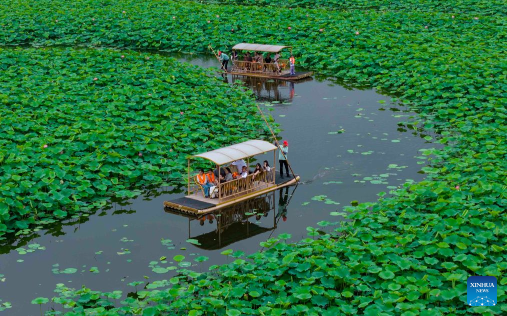 Lotus blooms brighten summer landscapes across China