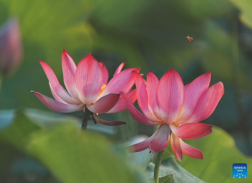 Lotus blooms brighten summer landscapes across China
