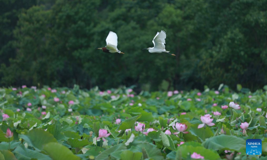 Lotus blooms brighten summer landscapes across China