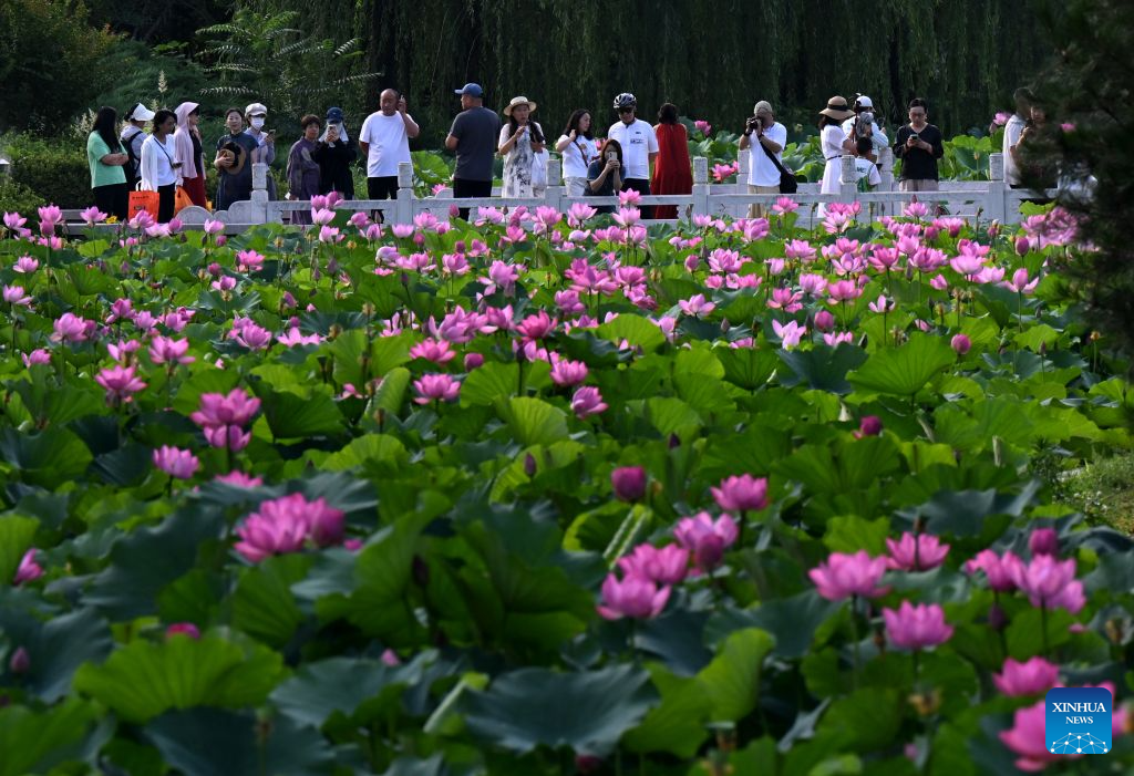 Lotus blooms brighten summer landscapes across China