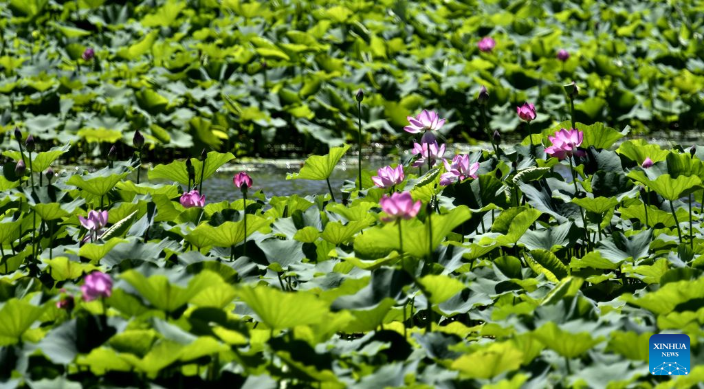 Lotus blooms brighten summer landscapes across China