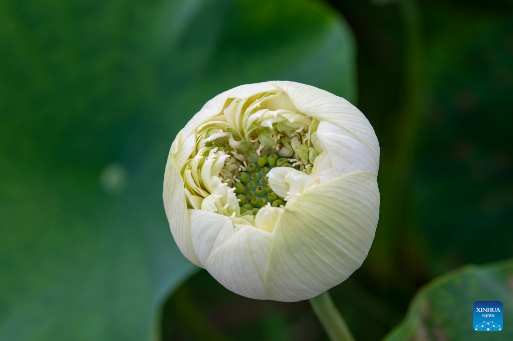 Lotus blooms brighten summer landscapes across China