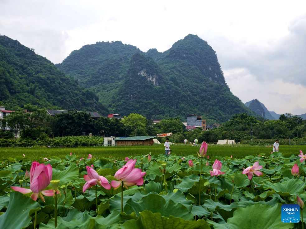 Lotus blooms brighten summer landscapes across China