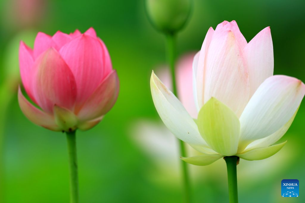 Lotus blooms brighten summer landscapes across China