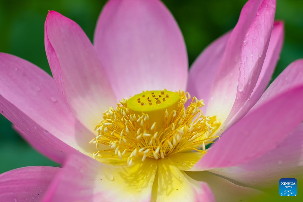 Lotus blooms brighten summer landscapes across China