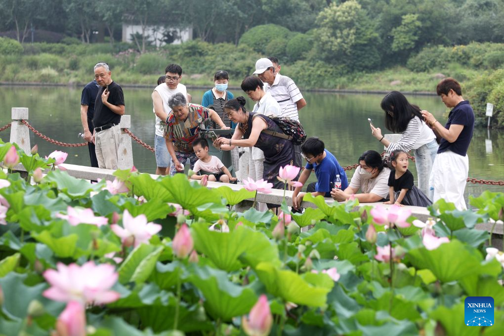 Lotus blooms brighten summer landscapes across China