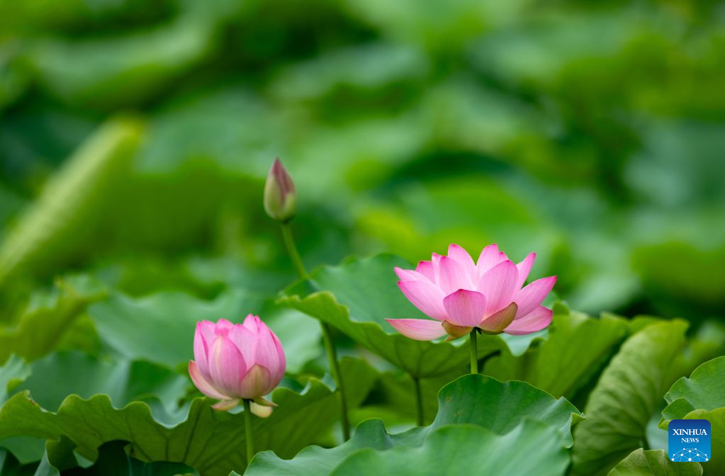 Lotus blooms brighten summer landscapes across China