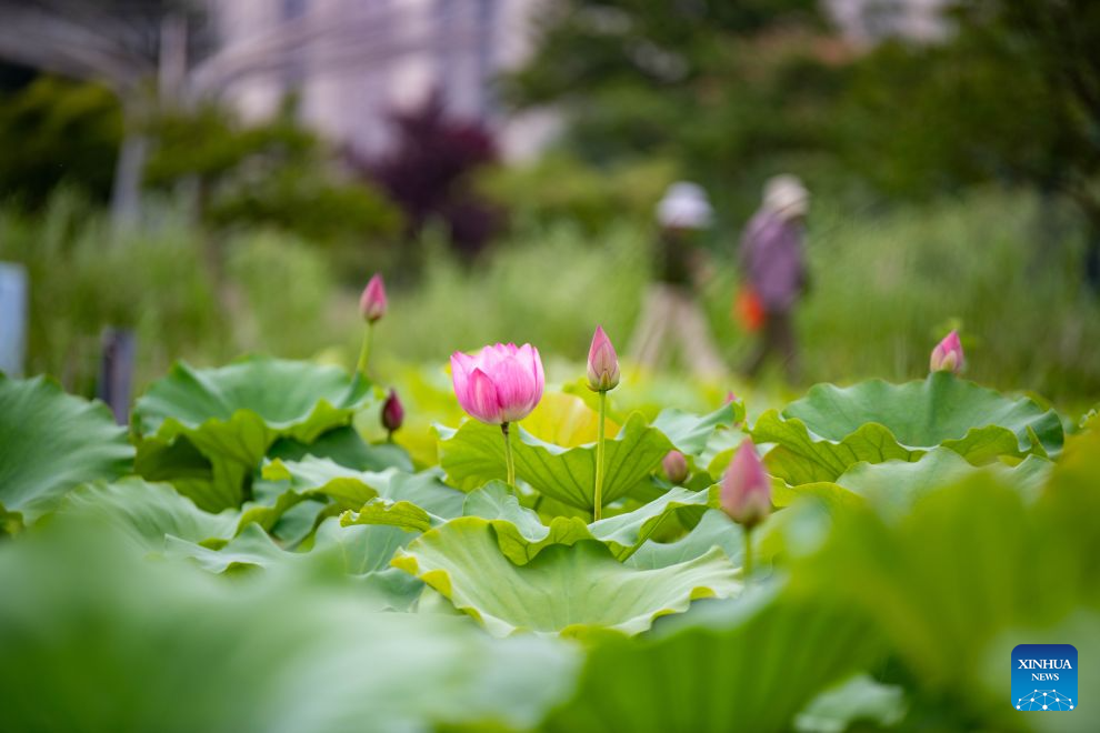 Lotus blooms brighten summer landscapes across China