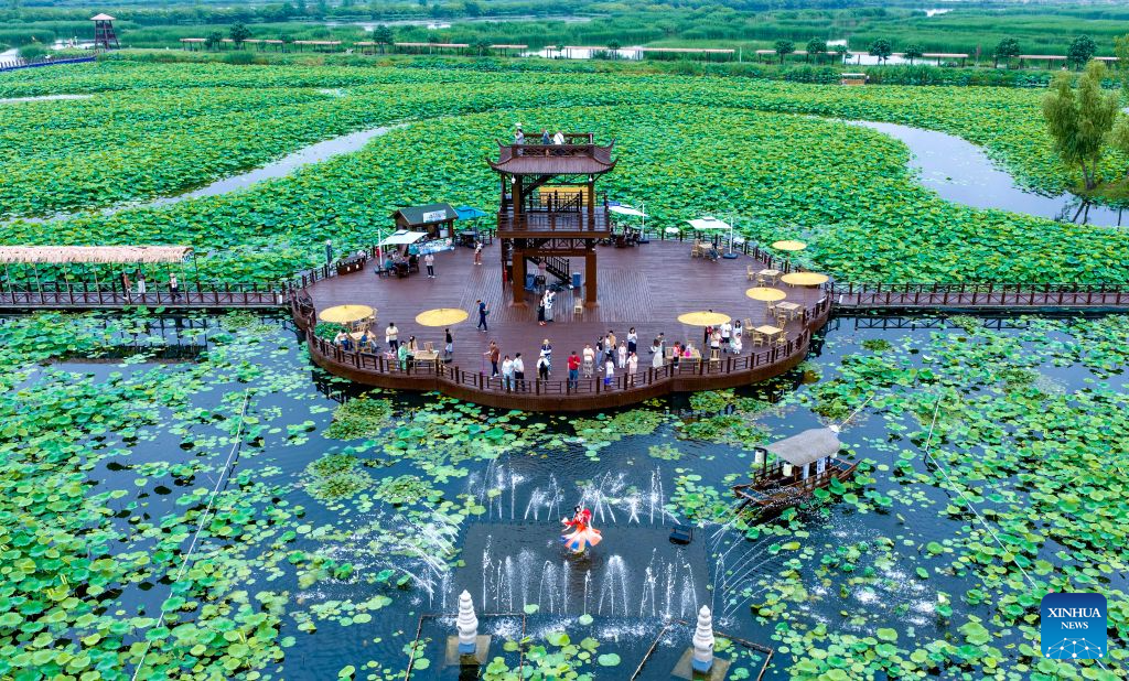 Lotus blooms brighten summer landscapes across China
