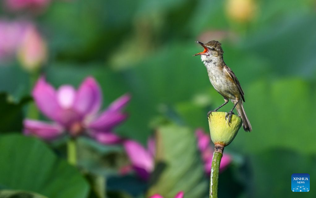 Lotus blooms brighten summer landscapes across China