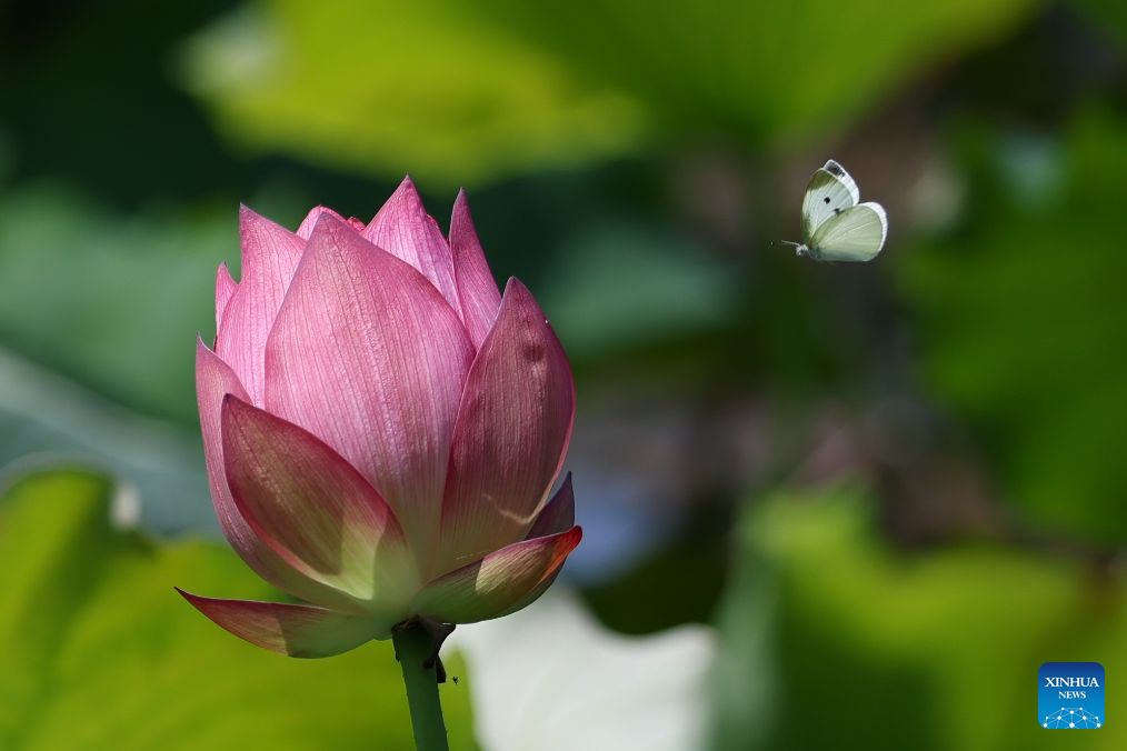 Lotus blooms brighten summer landscapes across China