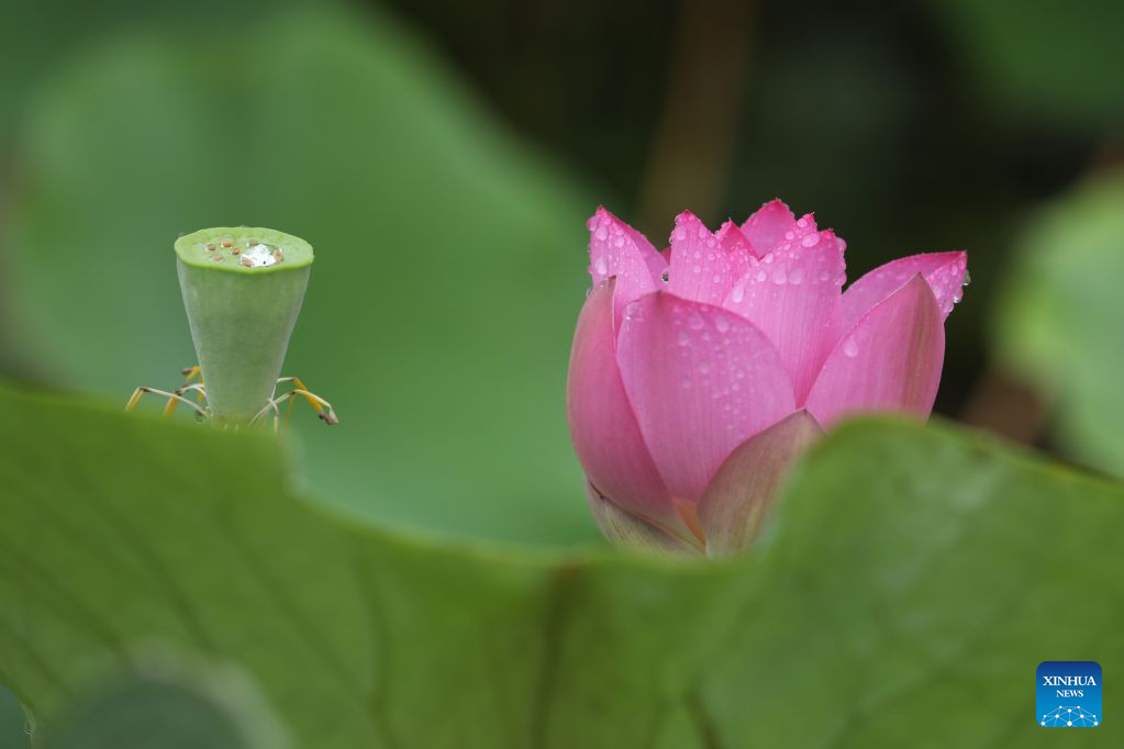 Lotus blooms brighten summer landscapes across China