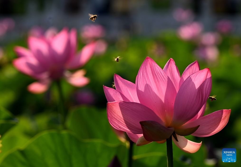 Lotus blooms brighten summer landscapes across China