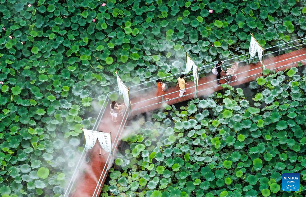 Lotus blooms brighten summer landscapes across China