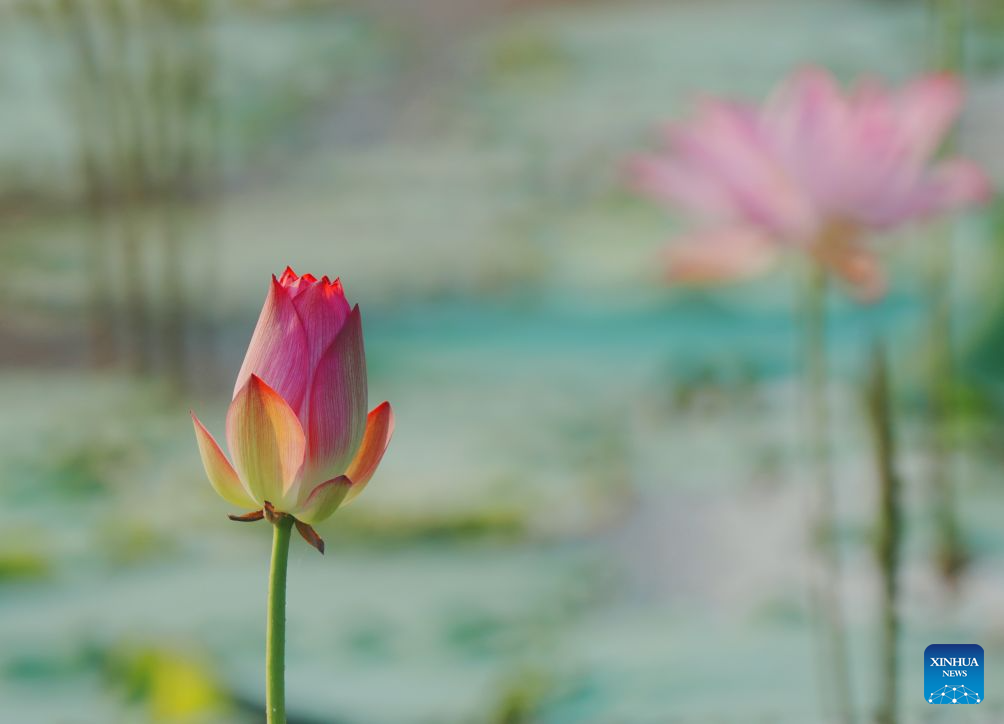 Lotus blooms brighten summer landscapes across China