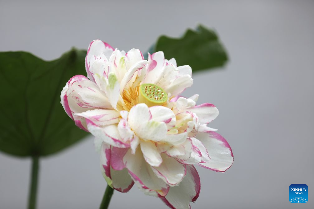 Lotus blooms brighten summer landscapes across China