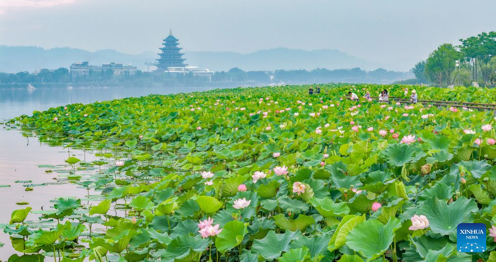 Lotus blooms brighten summer landscapes across China