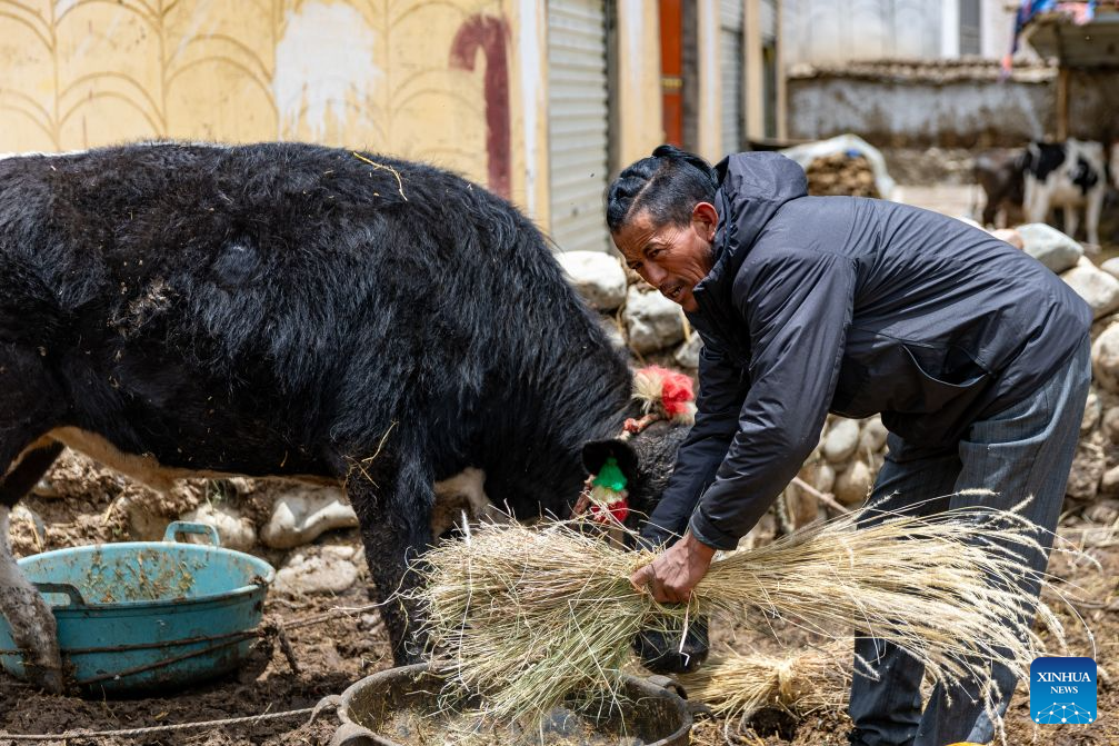 A revisit to Pasang Tsering: Happy life along the Qinghai-Xizang Railway