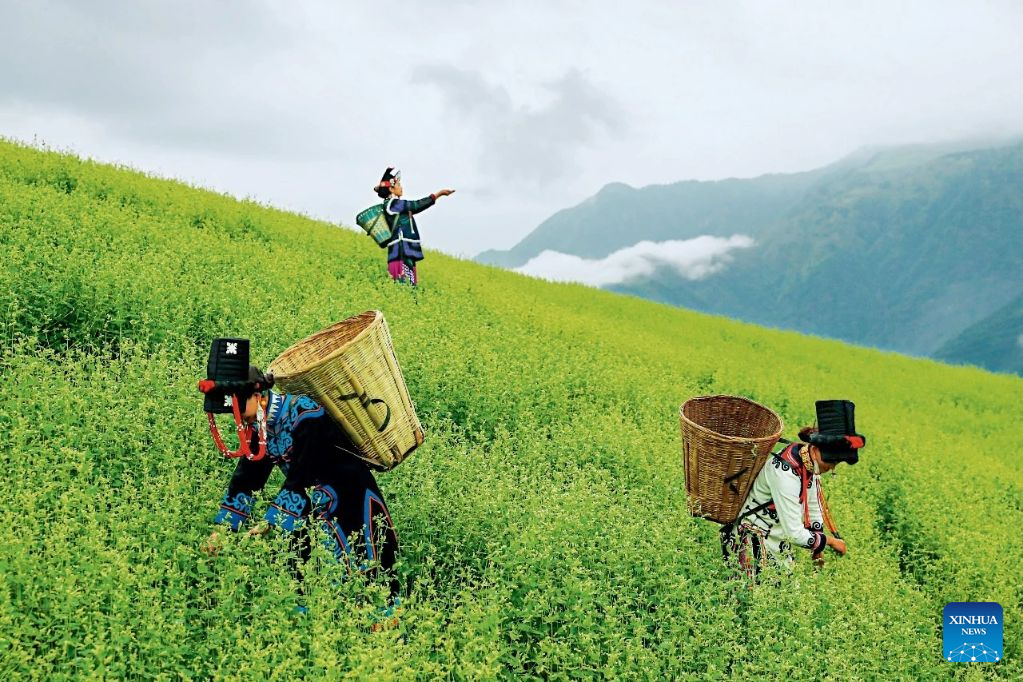 China's mountain buckwheat moves from margins to global health food chain