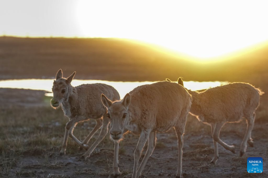 Rescued Tibetan antelope cubs seen at protection station in China's Qinghai