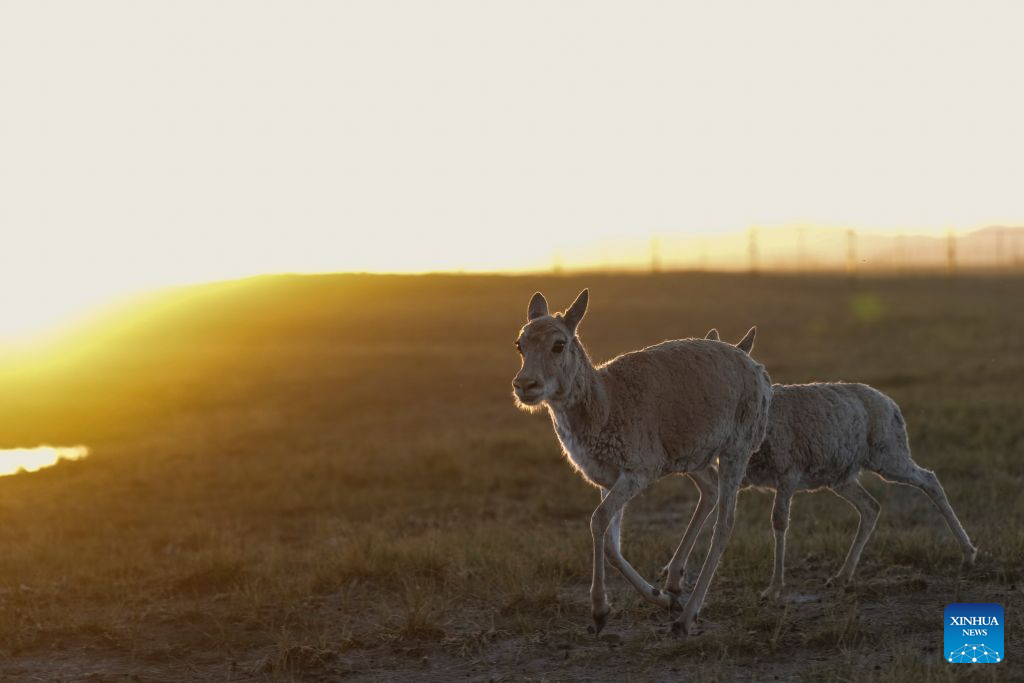 Rescued Tibetan antelope cubs seen at protection station in China's Qinghai