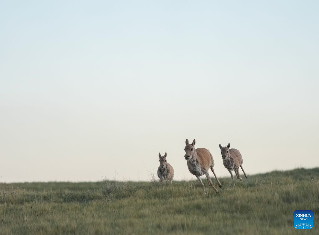Rescued Tibetan antelope cubs seen at protection station in China's Qinghai