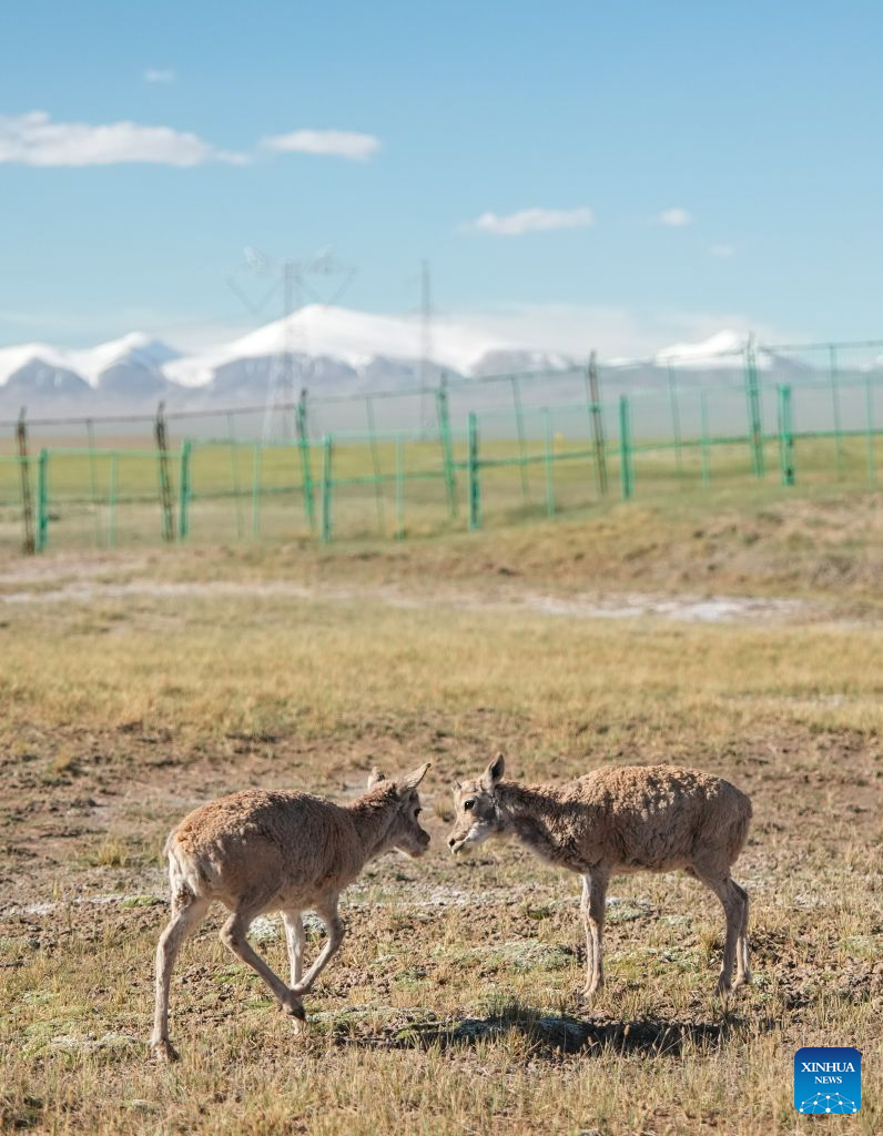 Rescued Tibetan antelope cubs seen at protection station in China's Qinghai