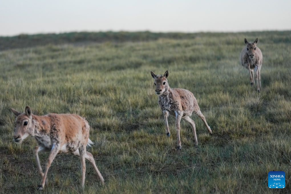 Rescued Tibetan antelope cubs seen at protection station in China's Qinghai