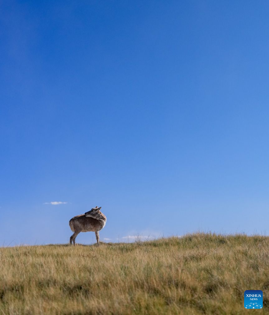 Rescued Tibetan antelope cubs seen at protection station in China's Qinghai