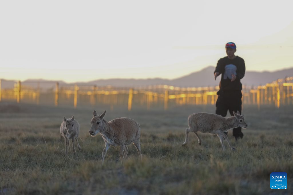 Rescued Tibetan antelope cubs seen at protection station in China's Qinghai