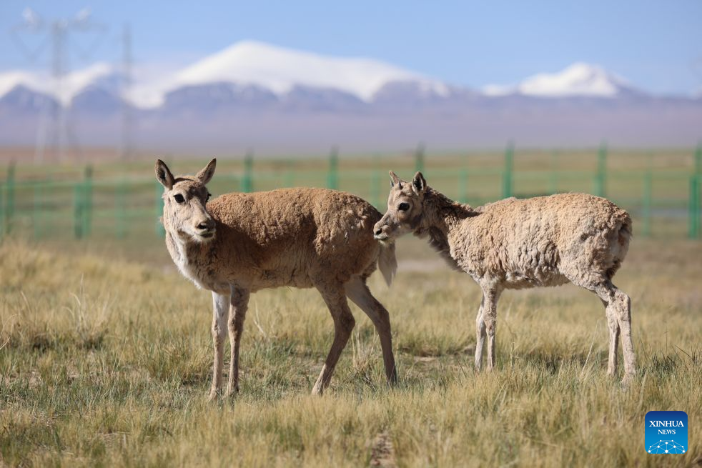 Rescued Tibetan antelope cubs seen at protection station in China's Qinghai