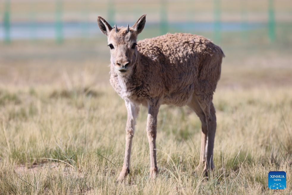 Rescued Tibetan antelope cubs seen at protection station in China's Qinghai