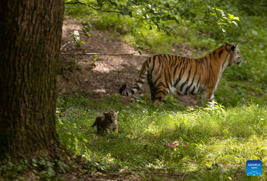 Newborn tiger cub seen at Ljubljana Zoo in Slovenia