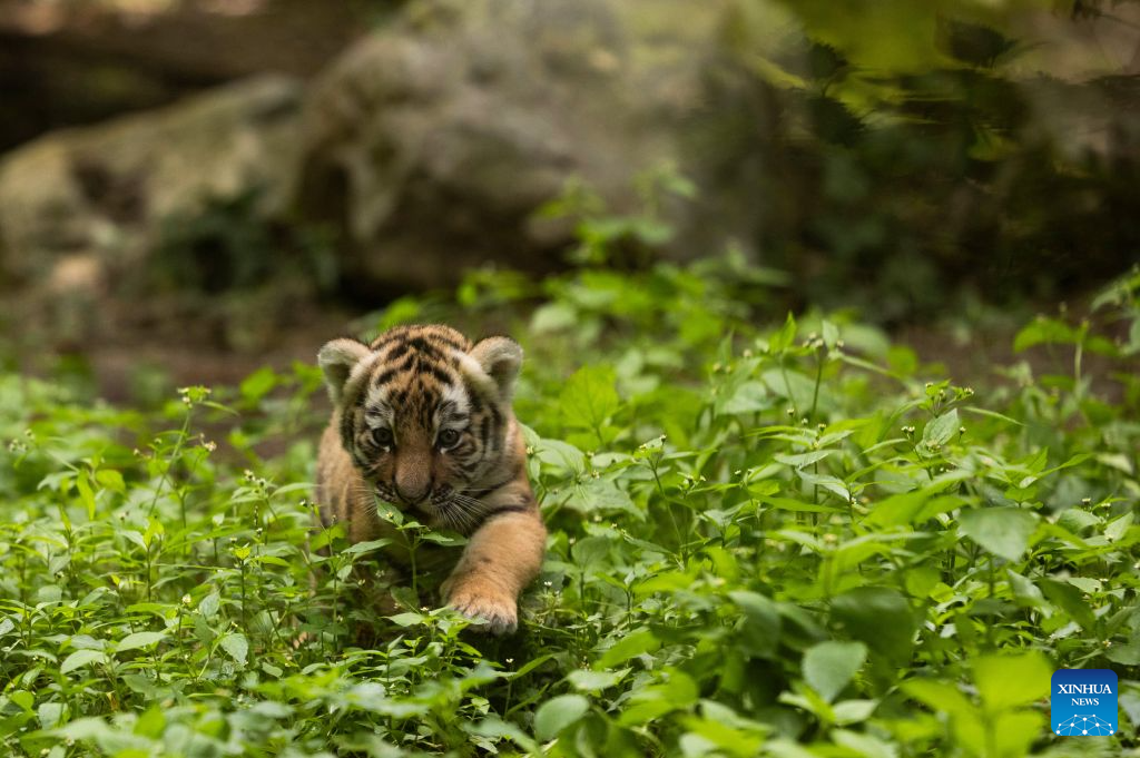 Newborn tiger cub seen at Ljubljana Zoo in Slovenia