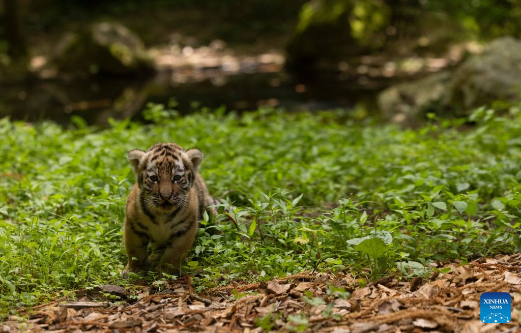 Newborn tiger cub seen at Ljubljana Zoo in Slovenia