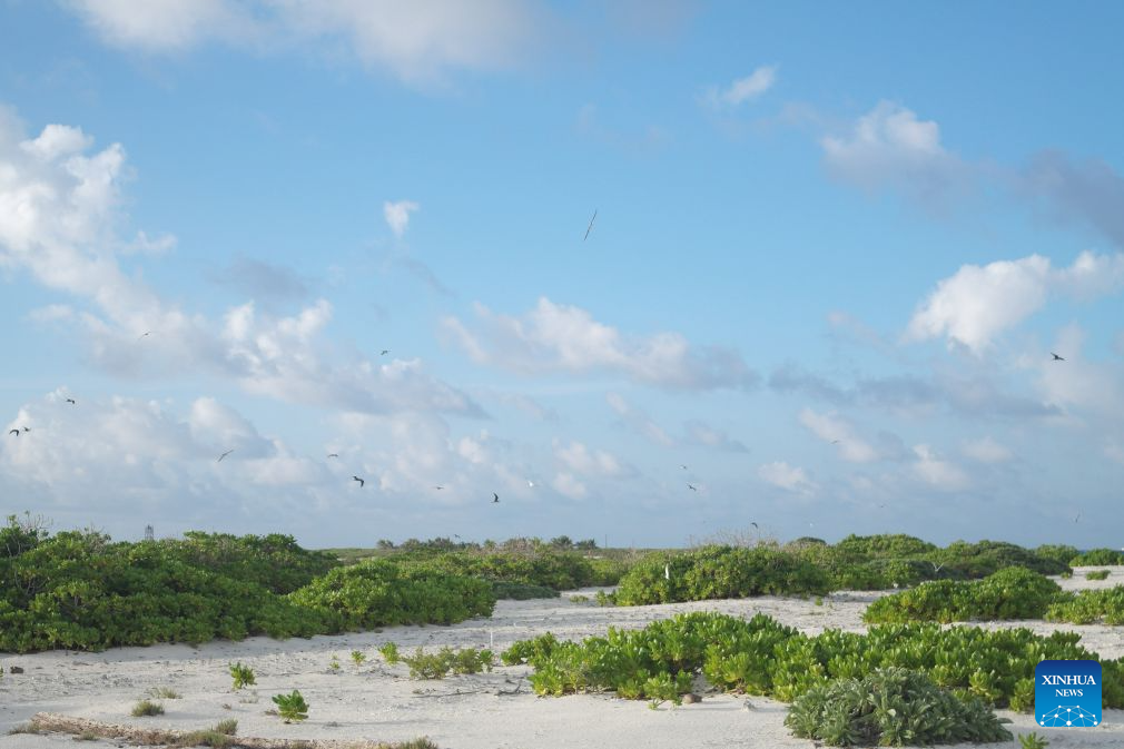 Feature: How researchers, locals safeguard ecological harmony in China's Xisha Islands