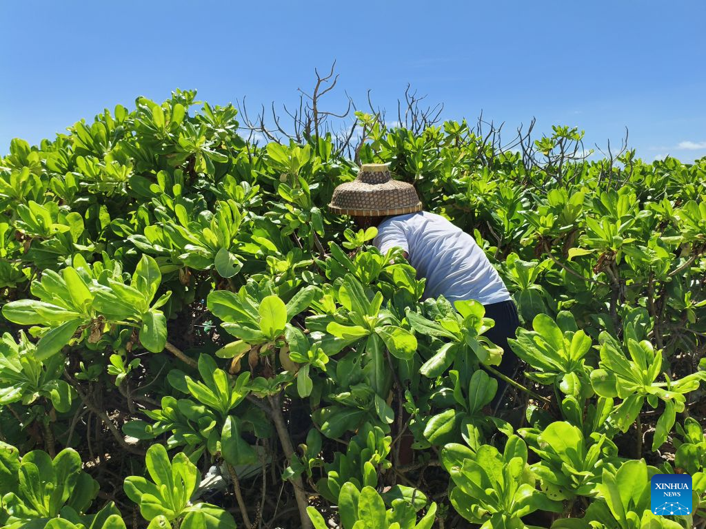 Feature: How researchers, locals safeguard ecological harmony in China's Xisha Islands