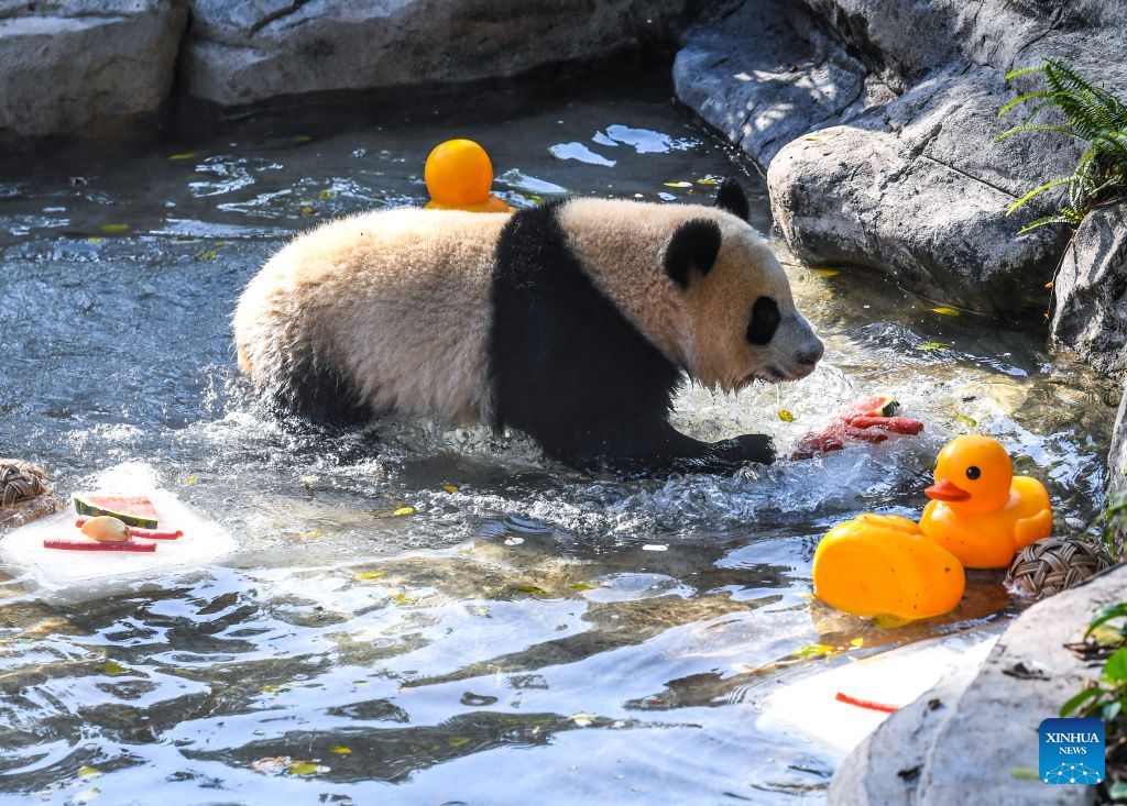Chongqing Zoo takes various measures to cool animals off during summer heat