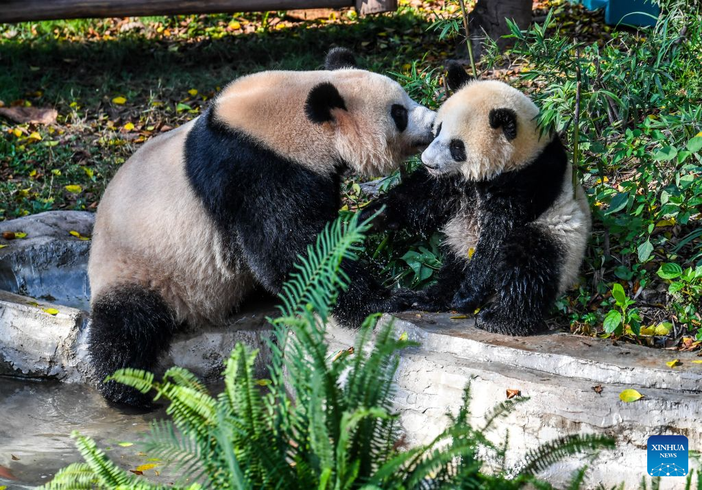 Chongqing Zoo takes various measures to cool animals off during summer heat