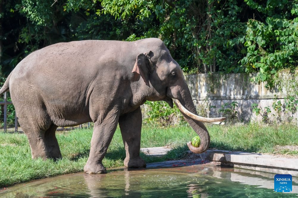 Chongqing Zoo takes various measures to cool animals off during summer heat