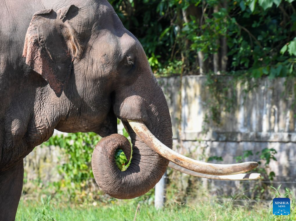 Chongqing Zoo takes various measures to cool animals off during summer heat