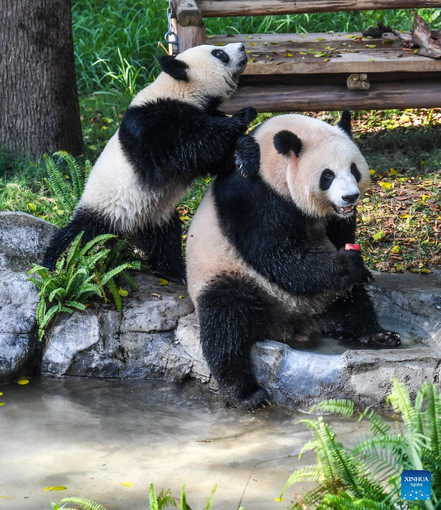 Chongqing Zoo takes various measures to cool animals off during summer heat