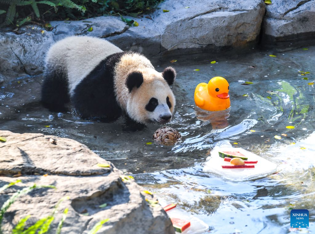 Chongqing Zoo takes various measures to cool animals off during summer heat