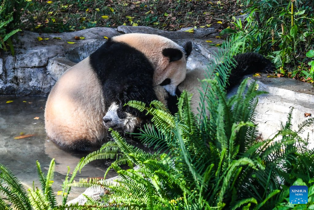 Chongqing Zoo takes various measures to cool animals off during summer heat
