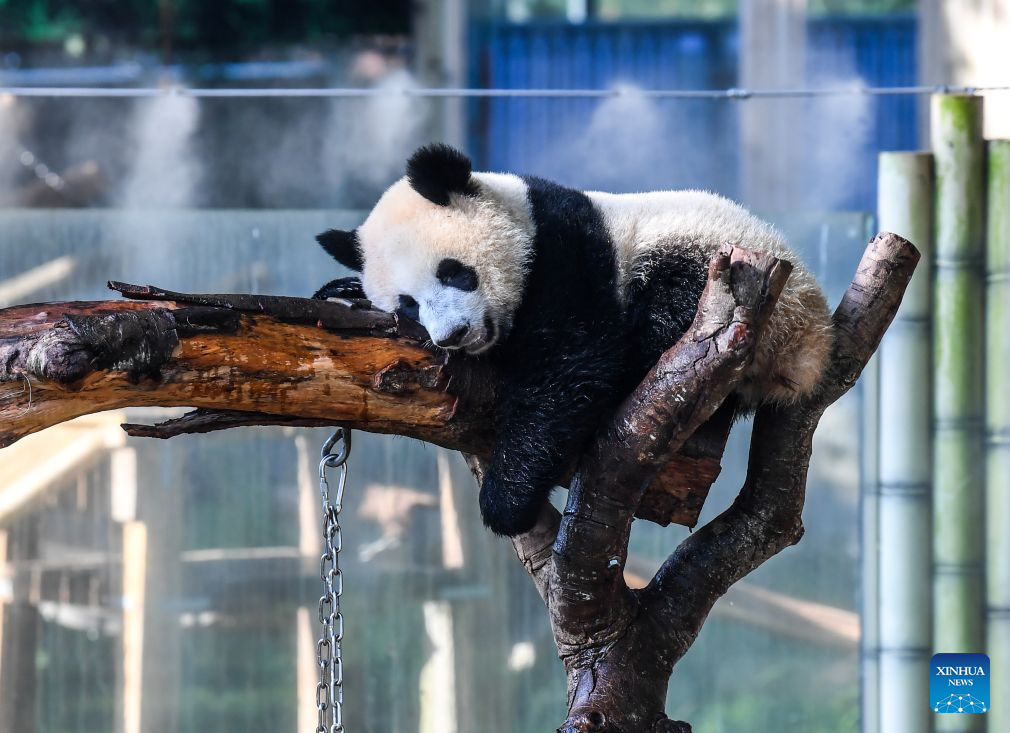 Chongqing Zoo takes various measures to cool animals off during summer heat