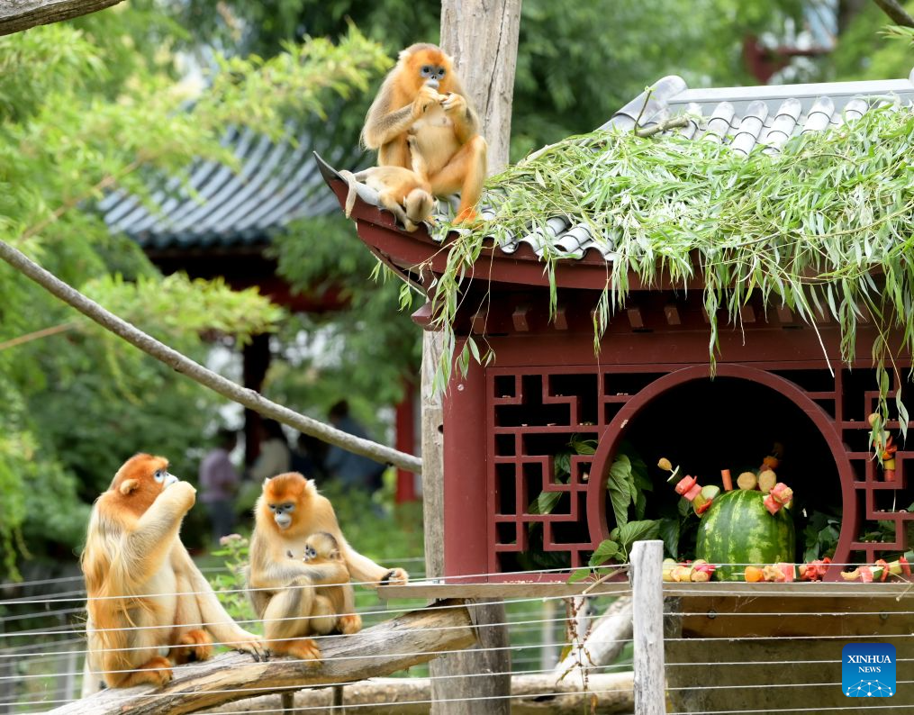 Golden monkey babies in Belgium named Zhenzhen, Xi Le